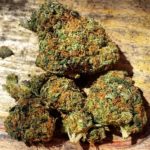 Hindu Kush-stam